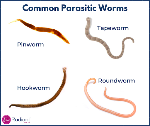 Gut health parasite